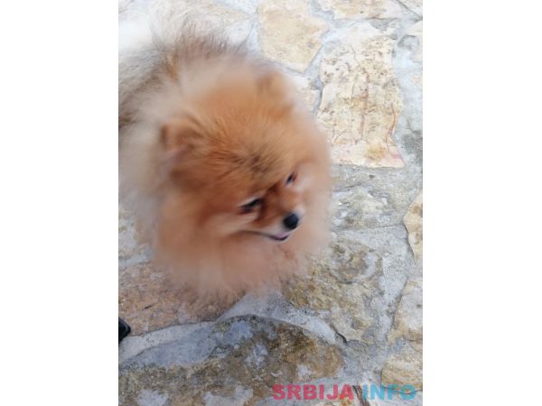 Pomeranac za parenje&nbsp;
