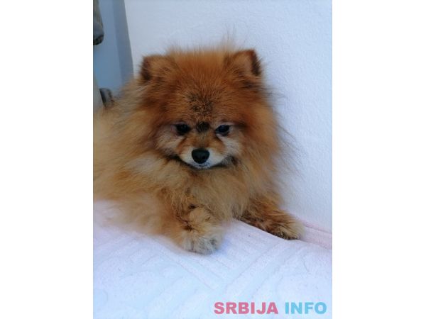 Pomeranac za parenje&nbsp;
