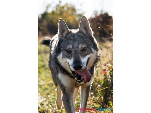 Češkoslovački vučiji pas štenci