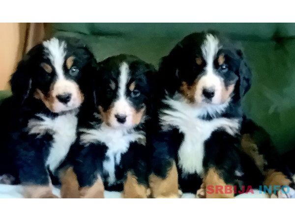 Bernski planinski pas