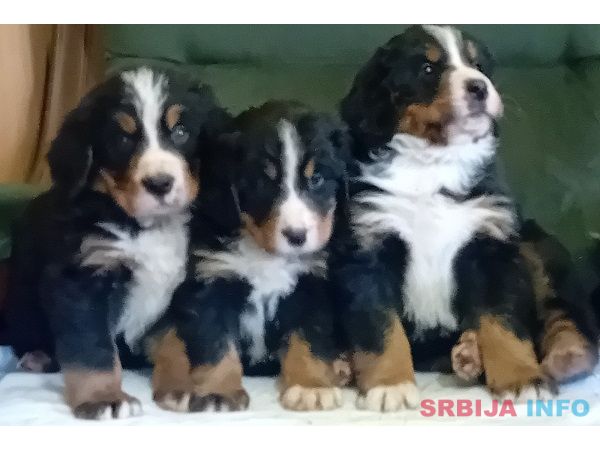 Bernski planinski pas