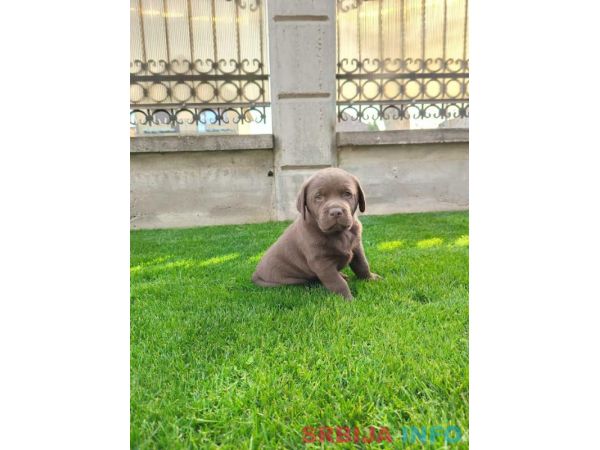 Labrador retriver