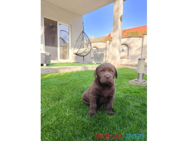 Labrador retriver