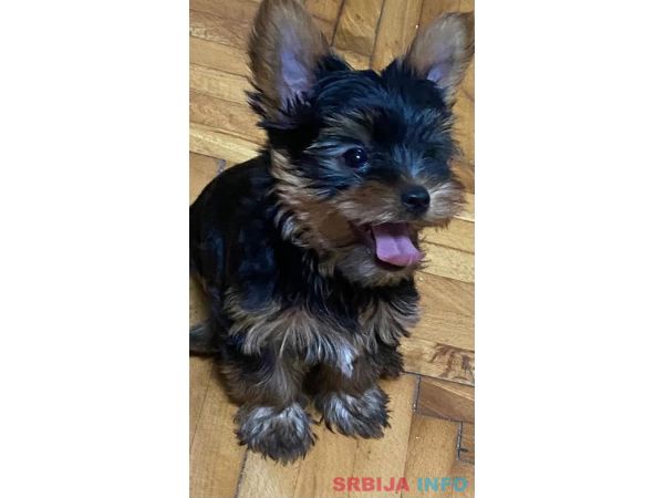 Mini Jorki