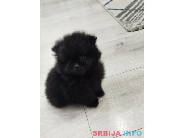 Prelepi Bo medvedici