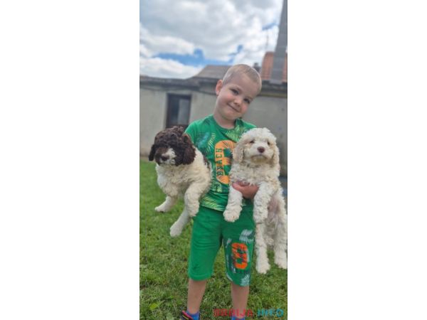 Stenci lagotto romagnolo