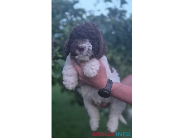 Stenci lagotto romagnolo