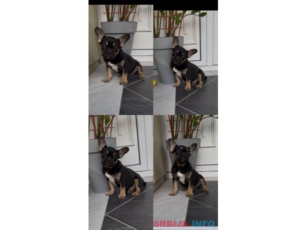 Francuski Buldog black & tan musko stene