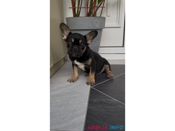 Francuski Buldog black & tan musko stene