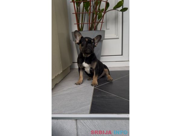 Francuski Buldog black & tan musko stene