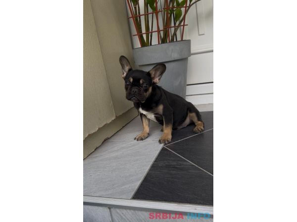 Francuski Buldog black & tan musko stene