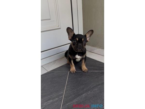 Francuski Buldog black & tan musko stene