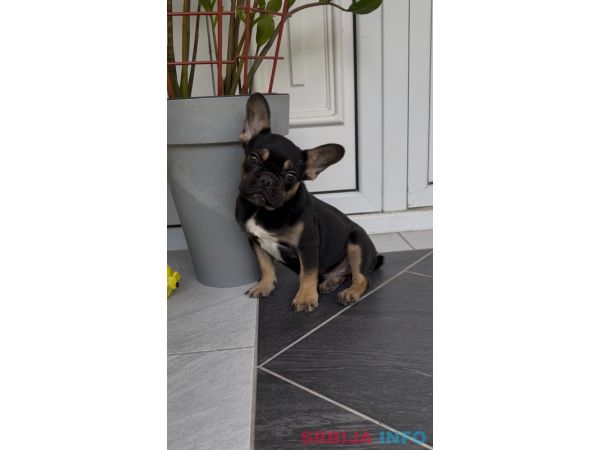 Francuski Buldog black & tan musko stene