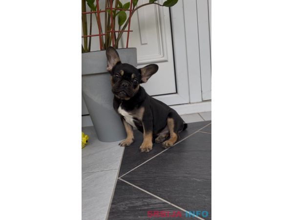 Francuski Buldog black & tan musko stene