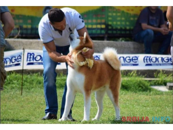 Stenci akita inu-Japanski