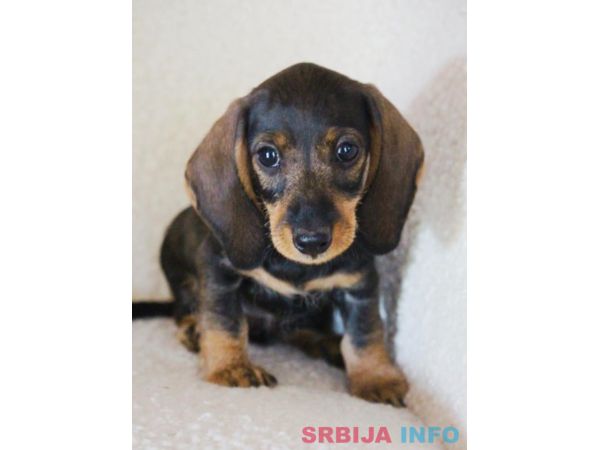 Jazavičar kuničari, o&scaron;tre dlake 