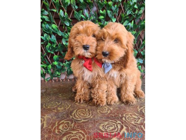 Labradoodle prelepi &scaron;tenci