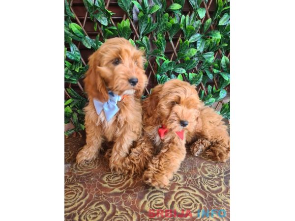 Labradoodle prelepi &scaron;tenci
