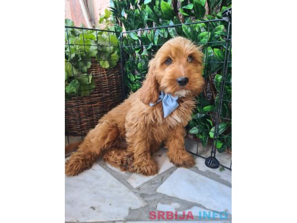 Labradoodle prelepi &scaron;tenci