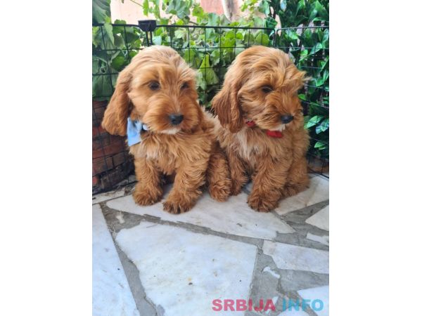 Labradoodle prelepi &scaron;tenci