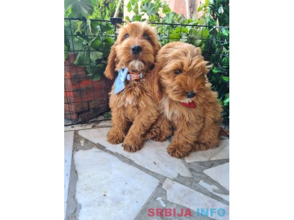 Labradoodle prelepi &scaron;tenci