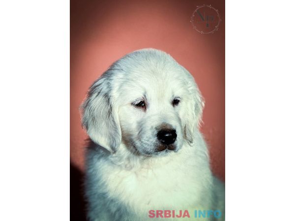 Zlatni retriver prelepi stenci 