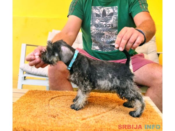 Patuljasti &Scaron;naucer prelepi stenci