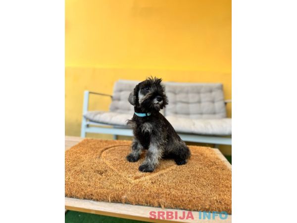 Patuljasti &Scaron;naucer prelepi stenci