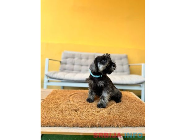 Patuljasti &Scaron;naucer prelepi stenci