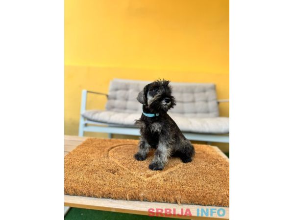 Patuljasti &Scaron;naucer prelepi stenci