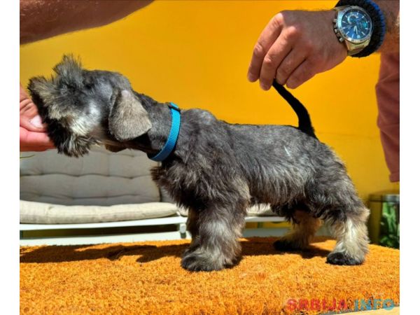 Patuljasti &Scaron;naucer prelepi stenci