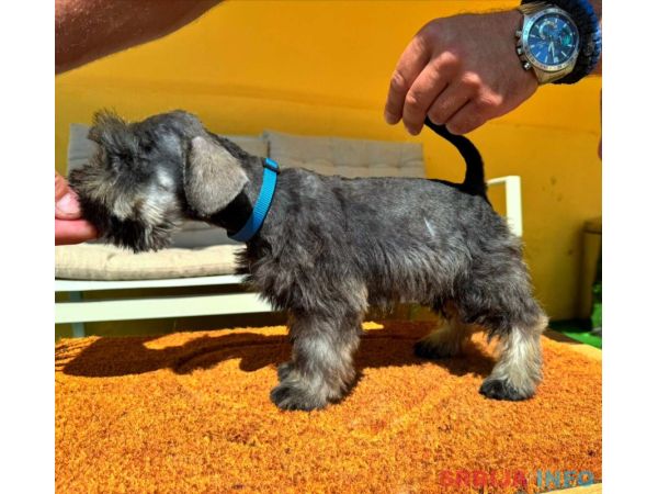 Patuljasti &Scaron;naucer prelepi stenci