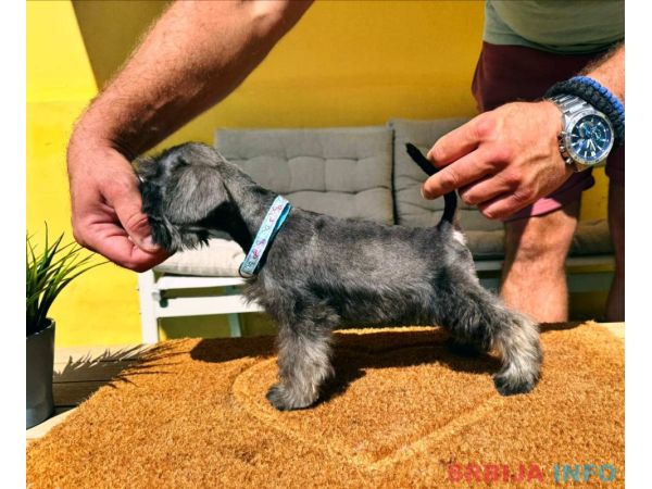 Patuljasti &Scaron;naucer prelepi stenci