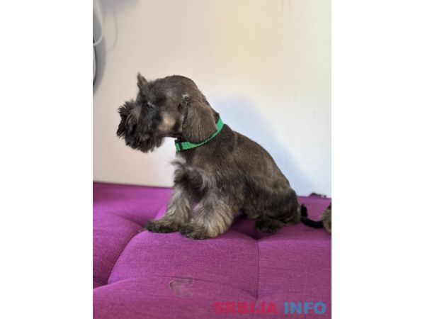 Patuljasti &Scaron;naucer prelepi stenci