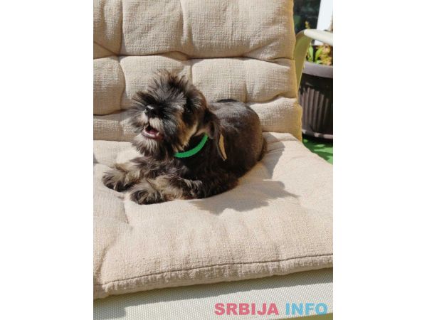 Patuljasti &Scaron;naucer prelepi stenci