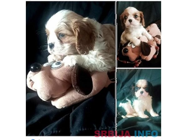 Cavalier King Charles štenci