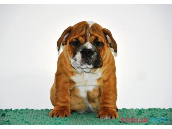 Engleski Buldog