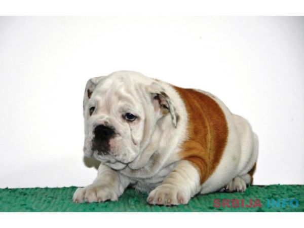Engleski Buldog