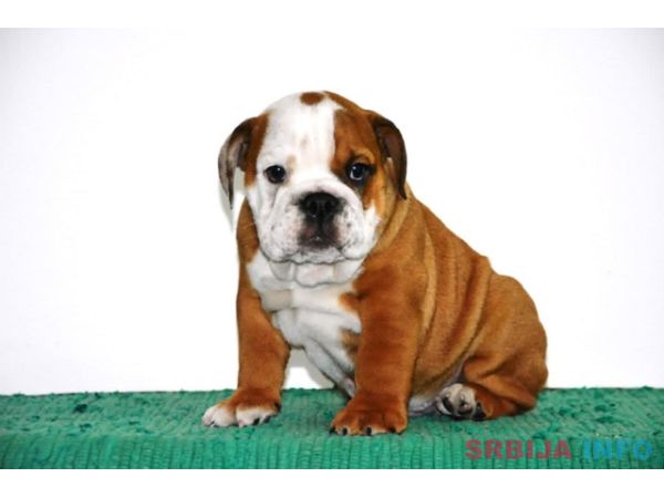 Engleski Buldog