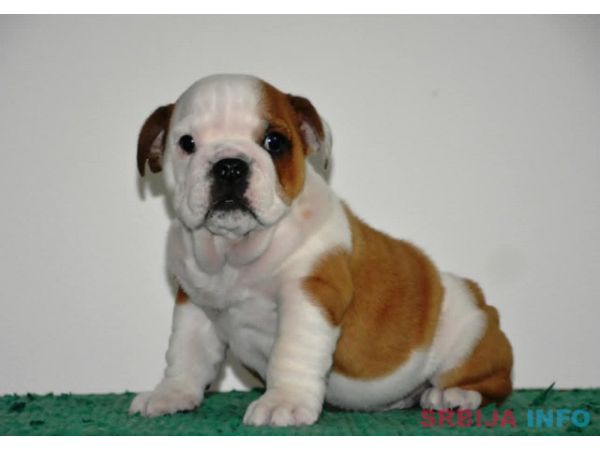 Engleski Buldog