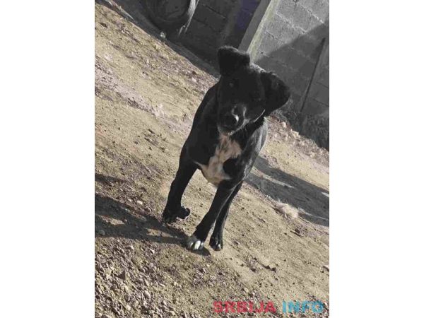 Mlado &scaron;tene crne me&scaron;anke, udomljavanje!