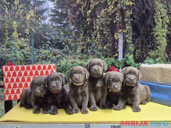 Izuzetna čokoladna štenad Labrador retrivera 