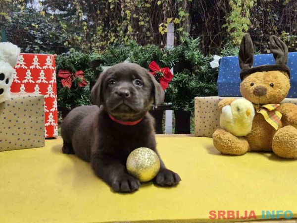 Izuzetna čokoladna &scaron;tenad Labrador retrivera 
