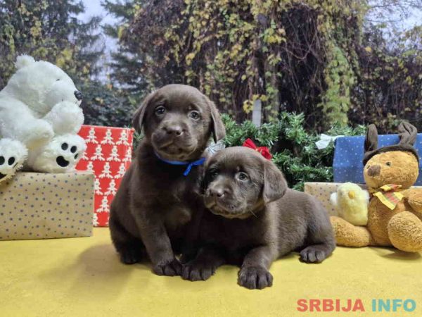 Izuzetna čokoladna &scaron;tenad Labrador retrivera 