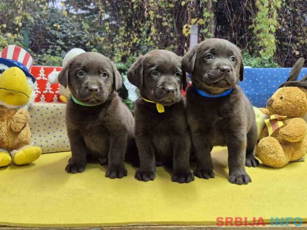 Izuzetna čokoladna &scaron;tenad Labrador retrivera 