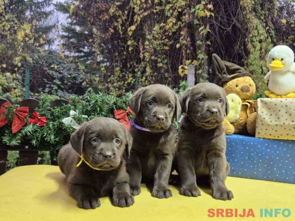 Izuzetna čokoladna &scaron;tenad Labrador retrivera 