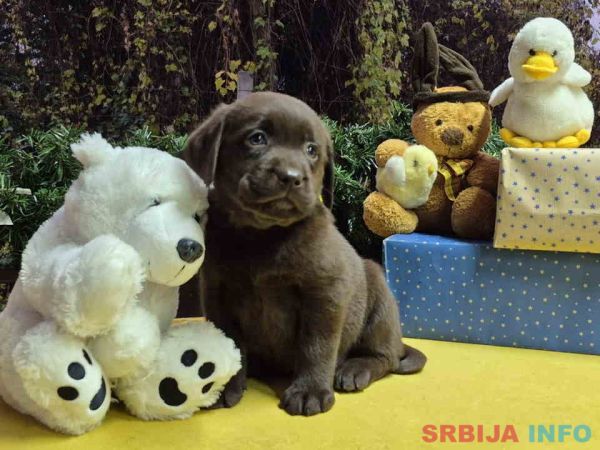 Izuzetna čokoladna &scaron;tenad Labrador retrivera 