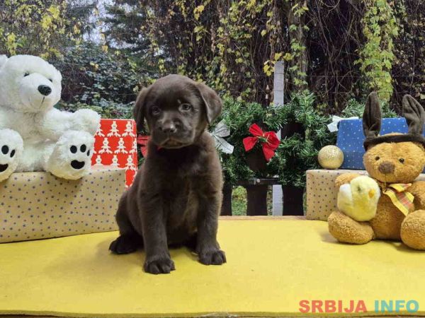 Izuzetna čokoladna &scaron;tenad Labrador retrivera 