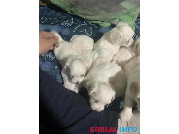 Stenci Maltezera za prodaju od sitnijih roditelja