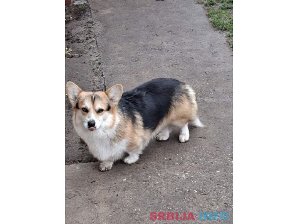Velški Korgi, star 18 meseci